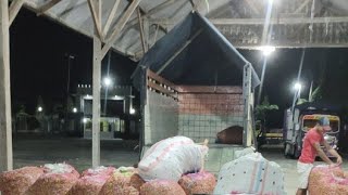 Pengisian Cabe Di Malam Hari
