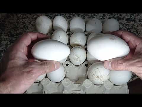 Video: 3 formas de incubar huevos de ganso