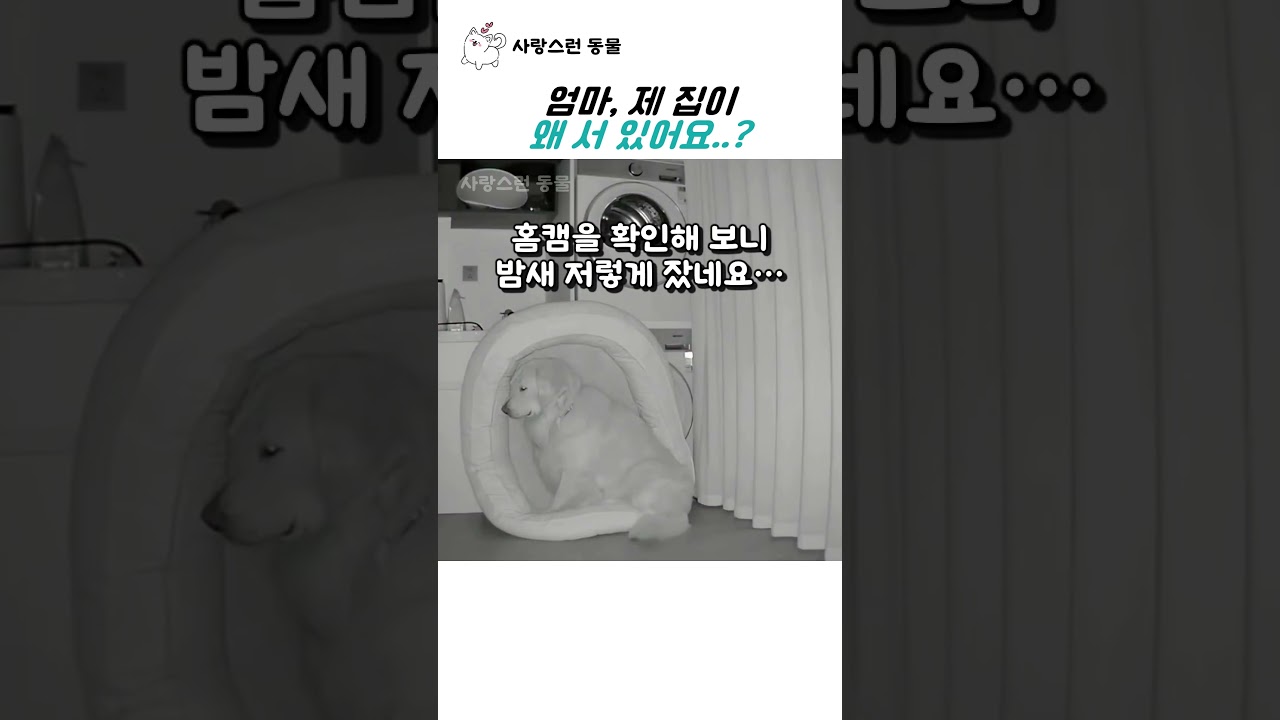 엄마, 제 집이 왜 서 있어요..?