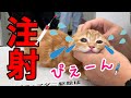 切ない鳴き声、病院へ…ワクチン注射で怖がる子猫の反応が…【短足マンチカン ひな子】