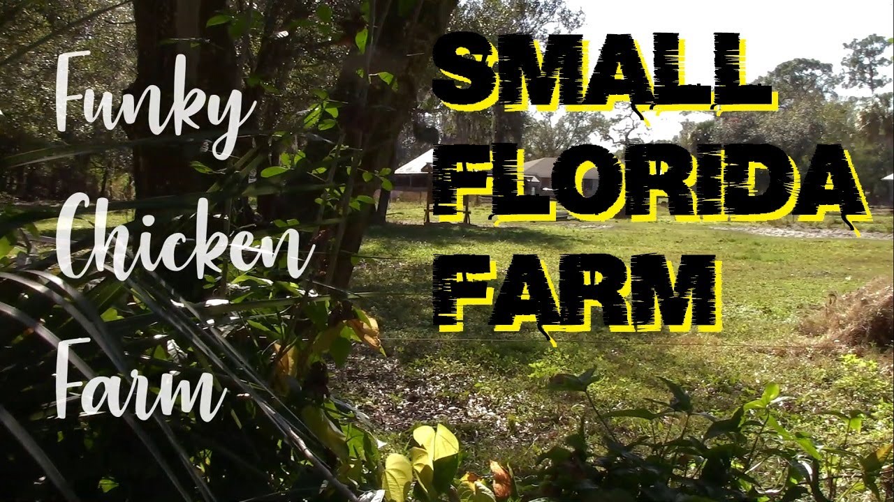 Cute Bunnies, Composting Worms, Chickens, and Veggies at the Funky