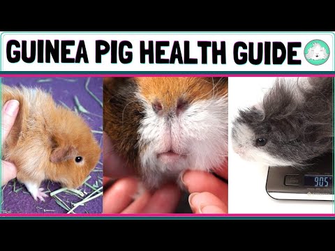 Video: Nhiễm Trùng Yersinia ở Guinea Pigs