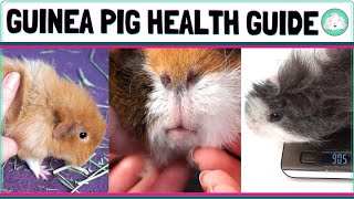 How to do a Complete Guinea Pig Health Check!