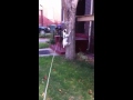 Jack Russell