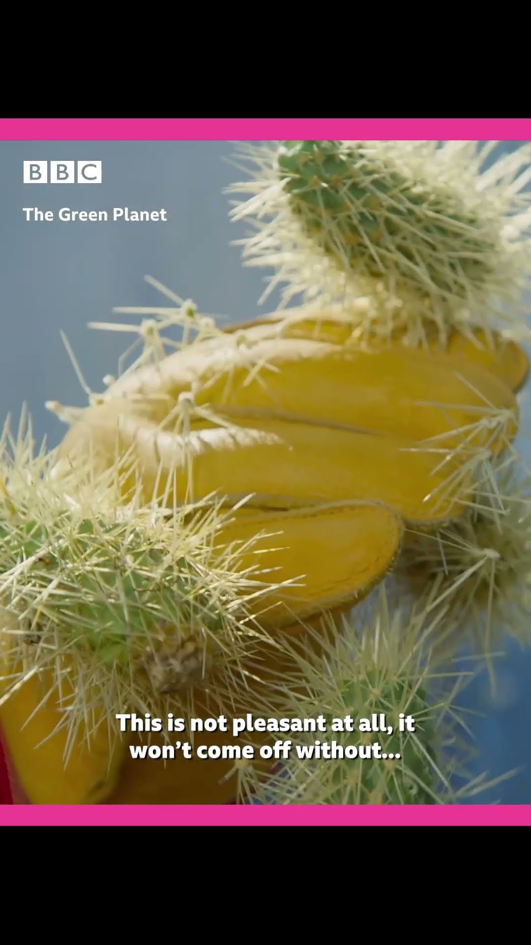 Throwback to when Sir David Attenborough encountered the most DANGEROUS plant in the desert!