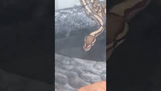 she dive