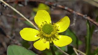 Exclusive Common Flowers of the Methow Valley: Sagebrush Buttercup Profile