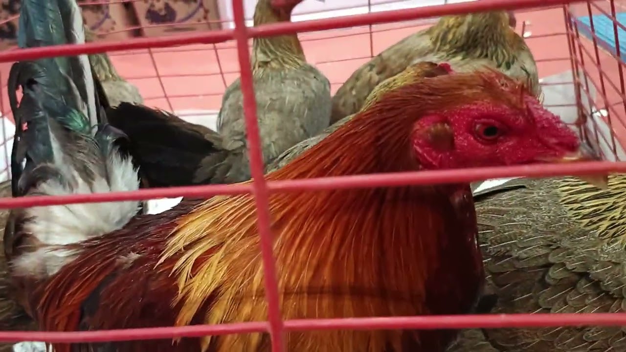 International Gamefowl Festival 2026/Mga De-Kalidad na Manok Panabong sa SMX MOA/Paldo Panalo