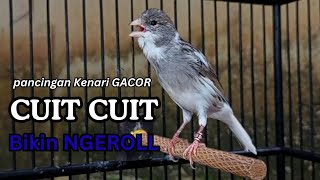 Download Lagu Kenari GACOR !! Pancingan KENARI PAUD Belajar Bunyi UNTUK Kenari Belajar Bunyi Ngeriwik MP3