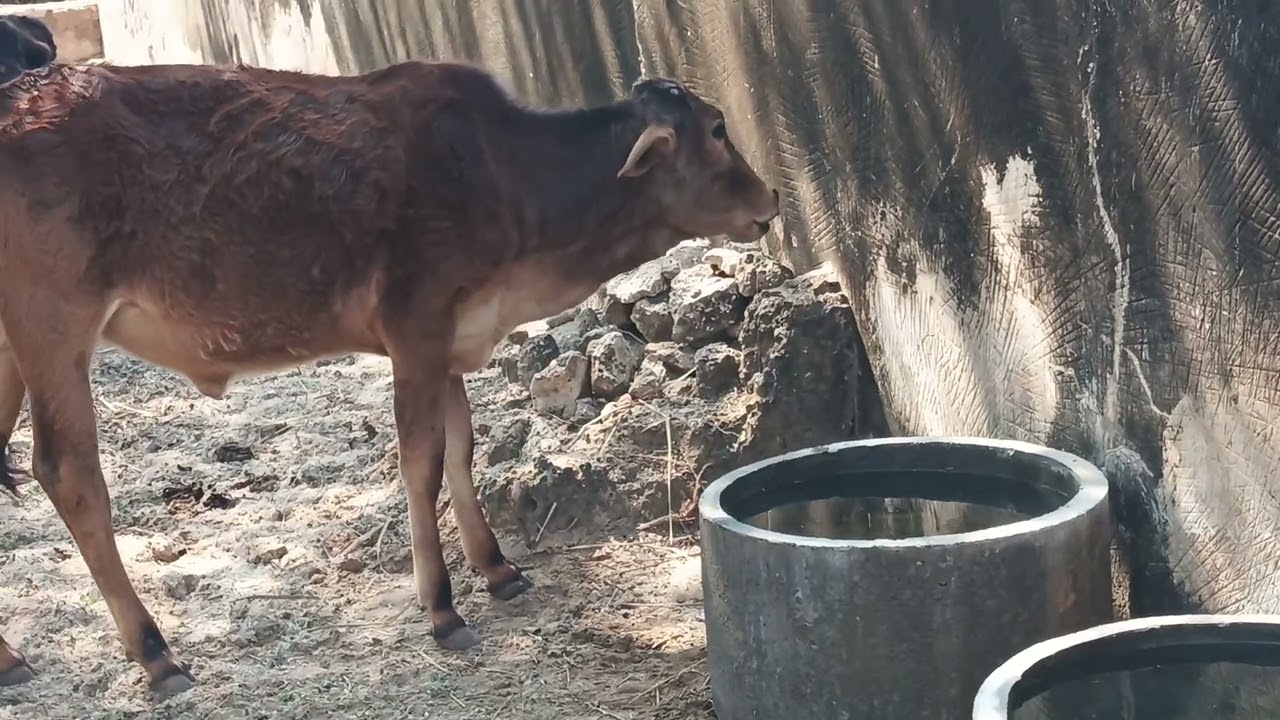 श्री पाबू जी गौशाला लादड़िया, हमारा प्रयास है कि गौवंश को एक स्थान पर चारा पानी मिल सके 9667134231