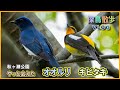 【探鳥散歩 VLOG】やっと出会えた今季初! オオルリ・キビタキ・コサメビタキ...