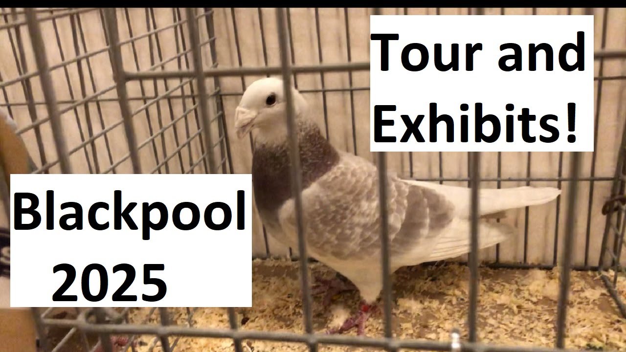 BLACKPOOL SHOW AND EXHIBITION TOUR 2025!
