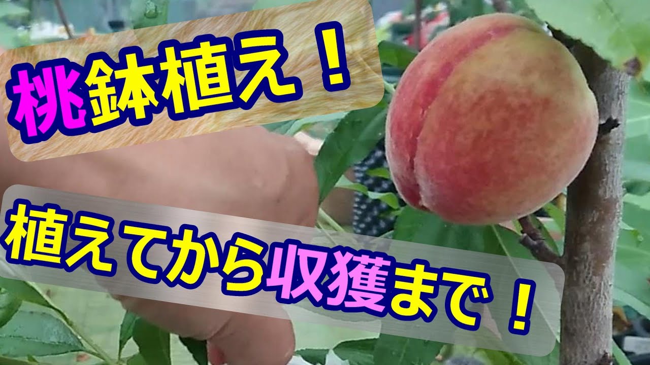 桃を2月に植えて7月🍑収穫するまで！鉢植え栽培！【22年7月】 - YouTube