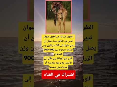 الطول الزرافة هي أطول حيوان ثديي في العالم حيث يمكن أن يصل طولها إلى 5 9 متر الوزن وزن الزرافة