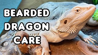 Everything You Need to Know About Bearded Dragon Care