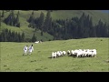 Trailer Baltagul 
