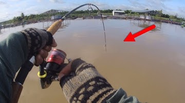 Câu cá tra,cá cóc cá dảnh chúng mánh ngay dàng bè chỉ cá cóc độc lạ |Câu cá tra sông.