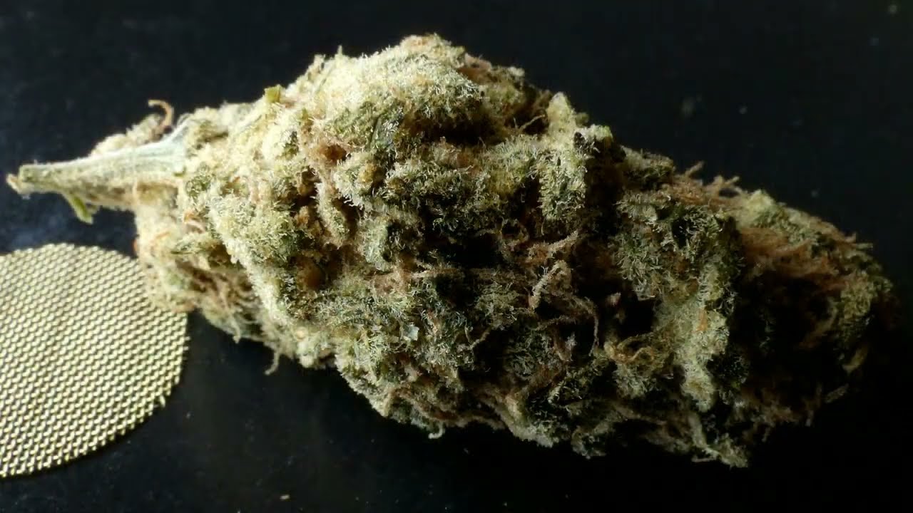 L'ÉLECTRO POT 191 - LE CACTUS BREATH DE DISTINKT CANNABIS PAR MENDO SÉLECT