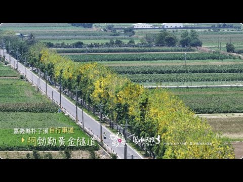 112 嘉義朴子溪自行車道 ｜阿勃勒黃金隧道 空中視野