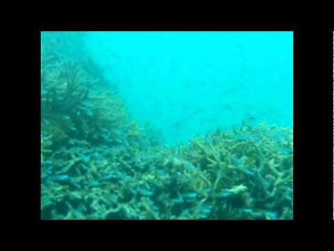 �|�x�����̃T���S�̍��B�����������ς��B