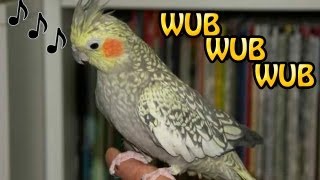 Dubstep bird - [Official Music Video] screenshot 4