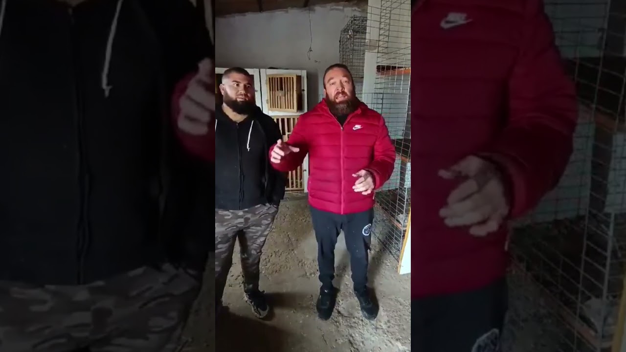 El ROBO de gallos MÁS VIRAL en Valladolid: varios vídeos, una cuenta falsa y la Guardia Civil