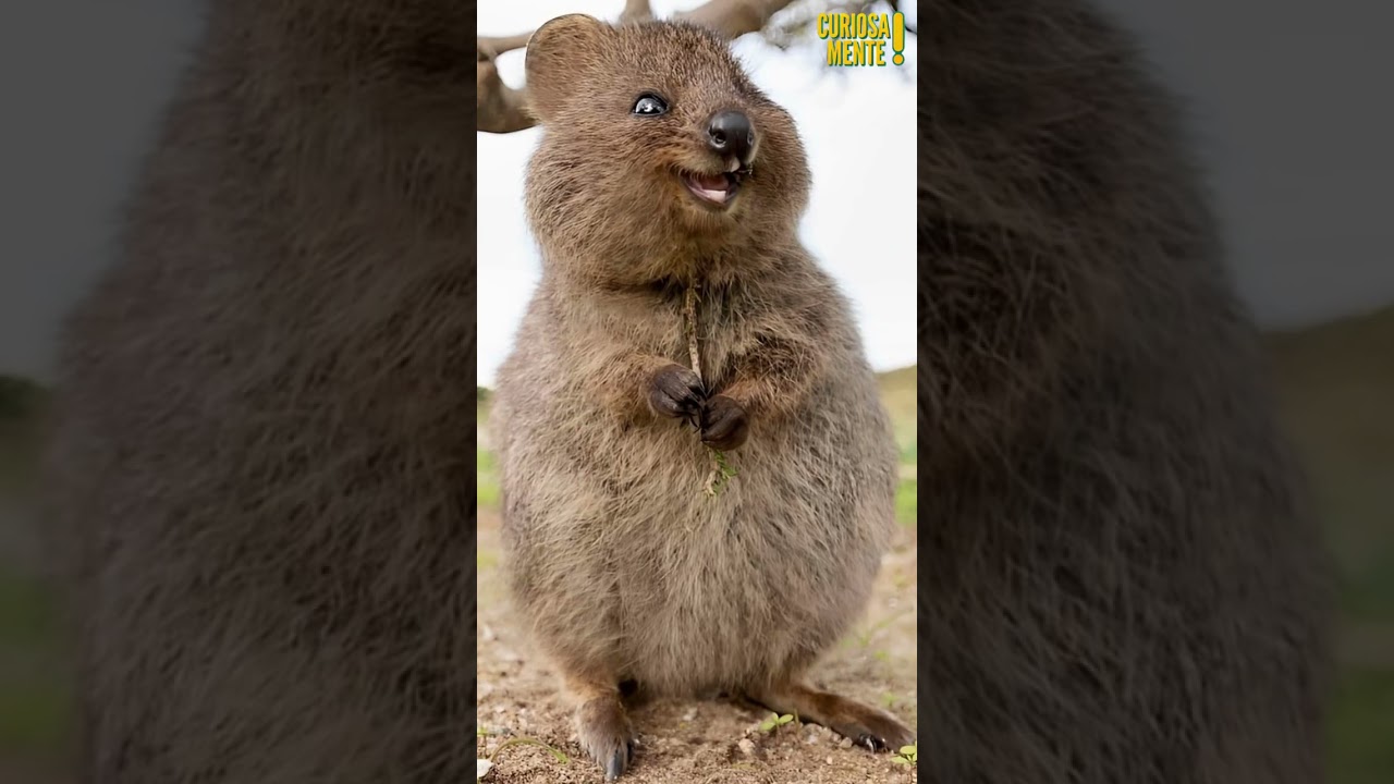 Animais terrestres mais fofos do mundo part. 2🐢😊 