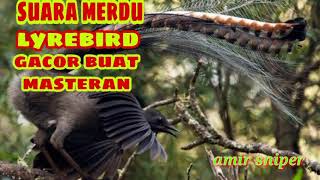 suara burung lyrebird gacor buat masteran