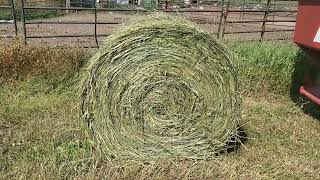 Sorghum Sudan and Oat baleage. Cutting, Baling, Wrapping.