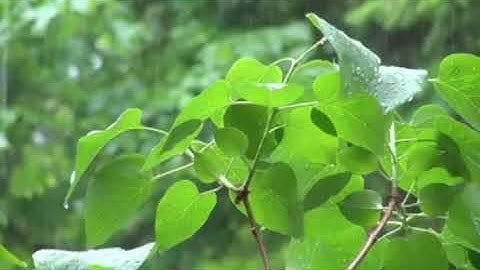 ما تيسر من سورة النمــل ﷽ وحشـر لسليمان جنودهُ ...(بصوتي)  ..🍁