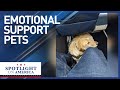 Airlines ban emotional support animals after years of fraud and hazards