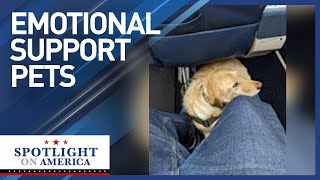 Airlines ban emotional support animals after years of fraud and hazards