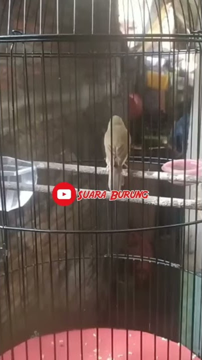 Kerak Basi Alis Hitam A.K.A Shincan Roll Tembaknya mantapp, ga kalah sama SikLon #Shorts