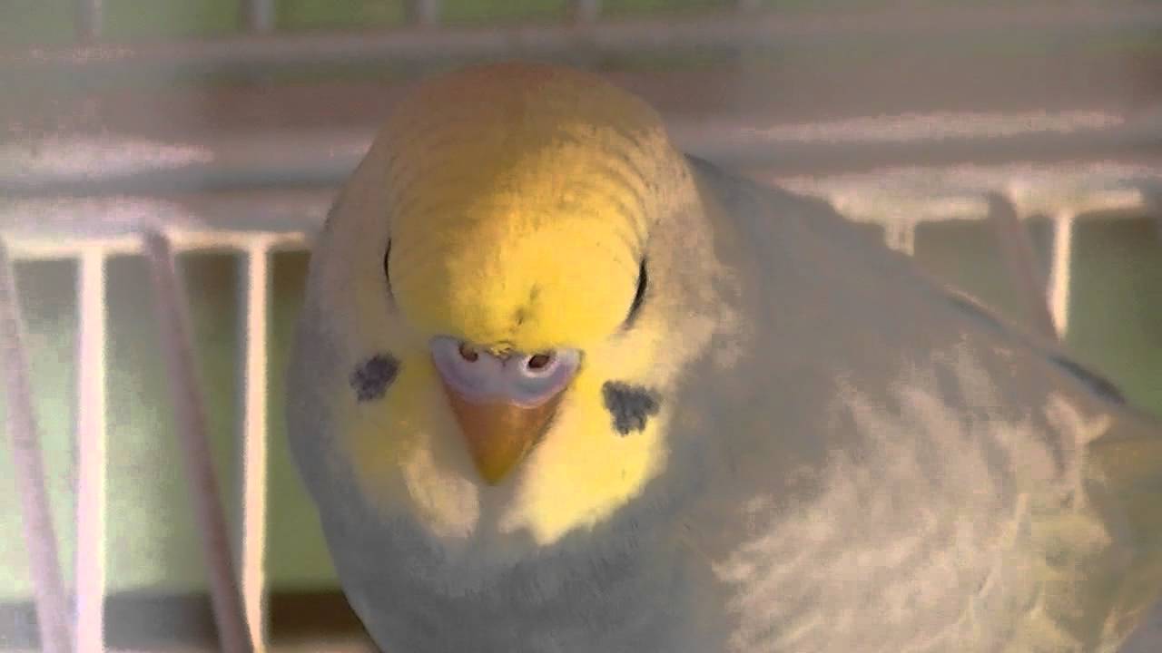 Budgie/Parakeets (Grunty)