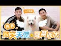 狗界的微笑天使，小偷的好玩伴！？雪橇三兄弟 #薩摩耶犬 ft.江俊翰｜@user-sh1cx8us5g