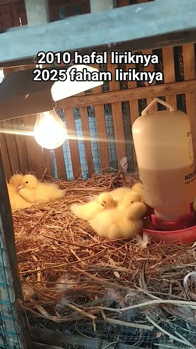 bondan prakoso song #sadstory #song lyrics #story #bondanprakoso #music #muscovy duck #muscovy duck