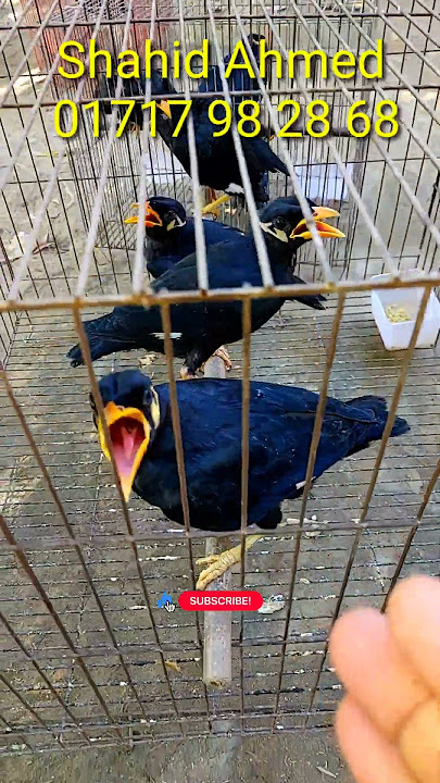 myna baby hill moyna baby need | #shorts