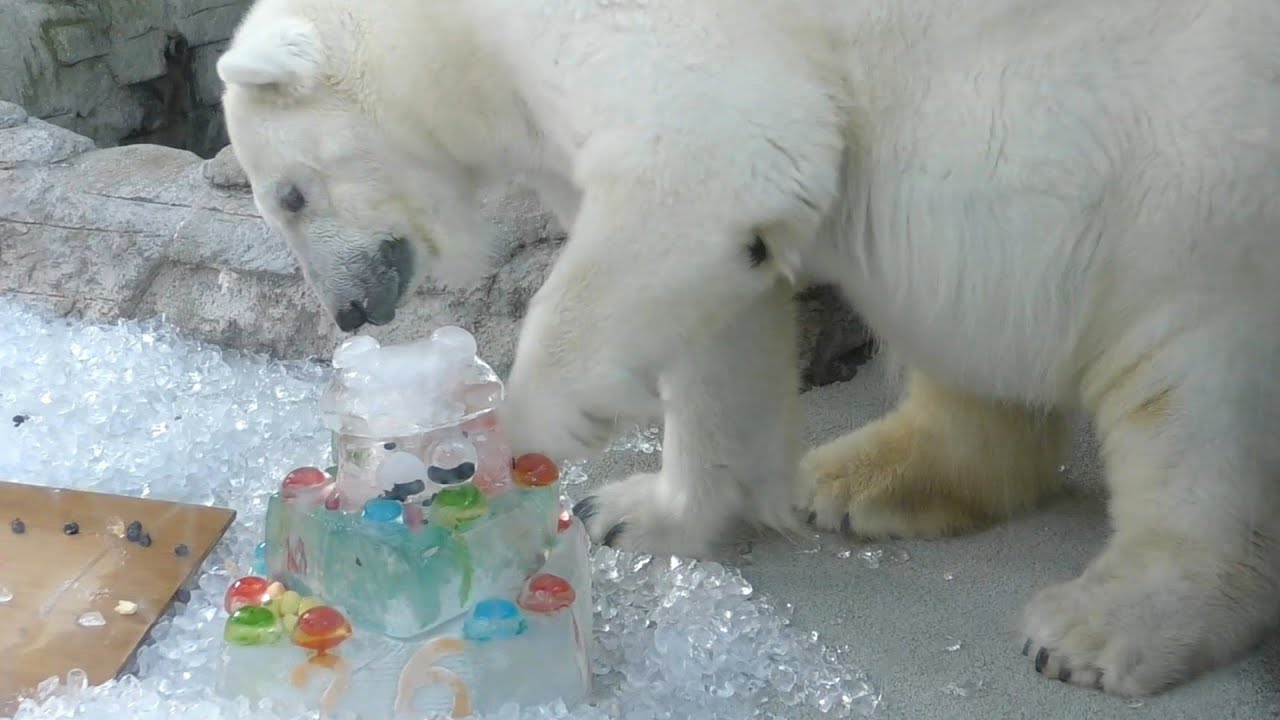 しろくまピース誕生日ケーキを食べ終えた後は…とべ動物園にて