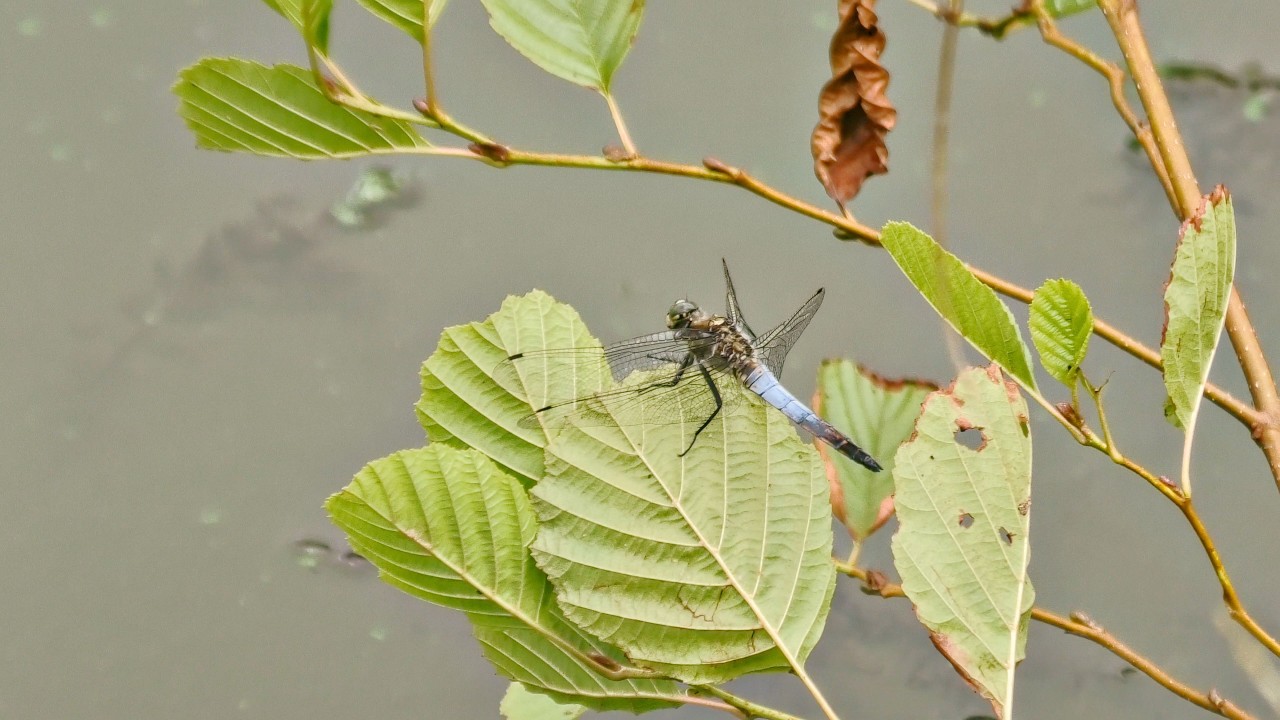 Walk around the Lake / 4K POV ASMR / Brittany, France / Panasonic HC-VXF1 retro camcorder