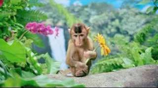 Gainomax monkey