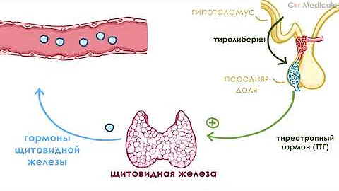 Эндокринная система кратко - основные железы и гормоны, физиология и анатомия