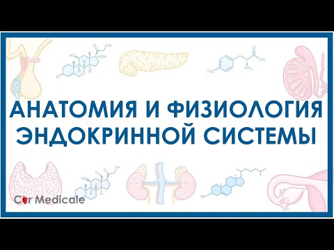 Эндокринная система кратко - основные железы и гормоны, физиология и анатомия