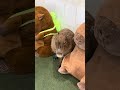 Too real for this lineup 😏🌀#capybara #capybaracafe #animalcafe #tokyo #水豚