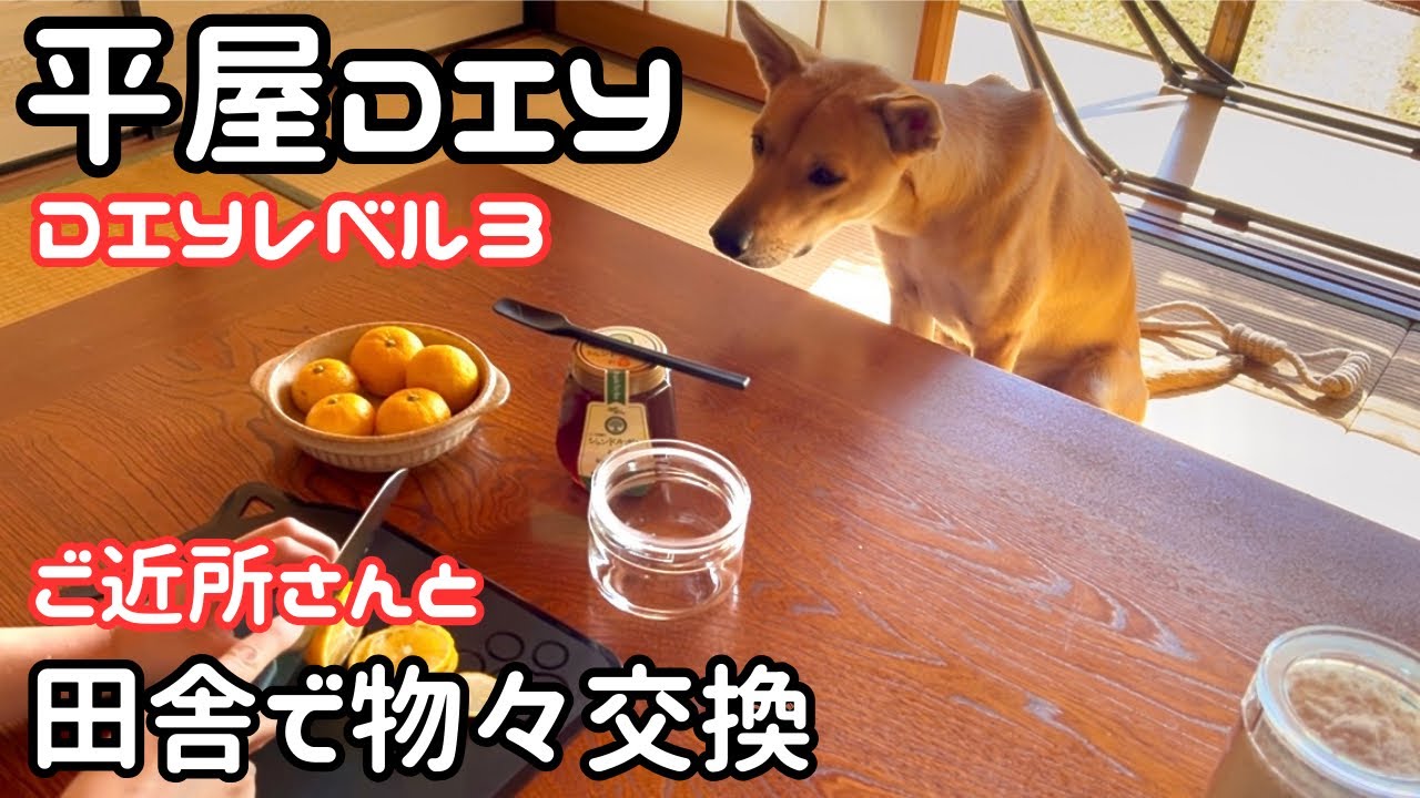 #19【独身女と保護犬】平屋DIYレベル3に挑戦｜田舎あるある、物々交換【平屋で暮らす】