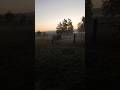 A walk at dawn, a wildly beautiful mustang... it's serene. #mustanghorse #ranchlife #cowgirllife