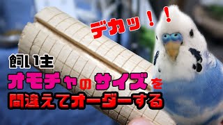 インコの飼い主、オモチャのサイズを間違えてオーダーする（セキセイインコの銀時じょじょじょ♪日記）