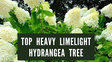 Top Heavy Limelight Hydrangea Tree: How To Fix It
