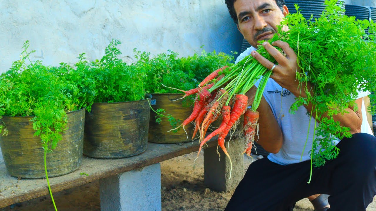 لو مبتعرفش تزرع ولسة مبتدئ👈ازرع الجزر فى البيت سهل جدا لا يحتاج رعاية اوراقة وحدها كنز وثمارة جميلة