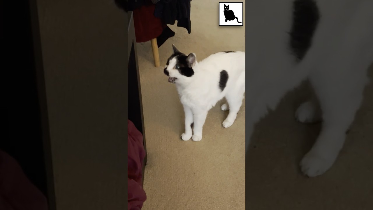 Sam Sam's MEOWING on #Caturday!