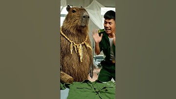 Capybara làm cái vẹo gì đó #capydethuong #phimhay #animals